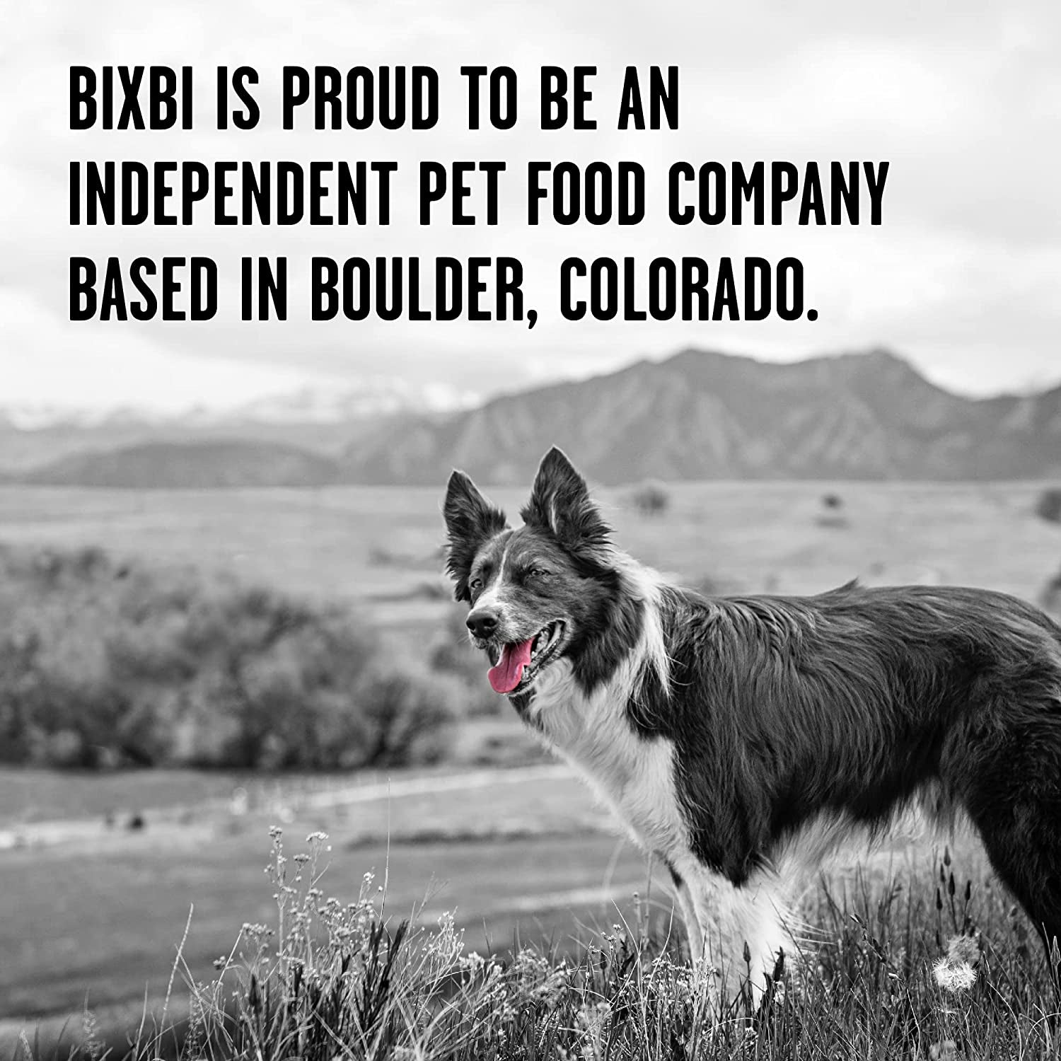 100% Beef Dog Food