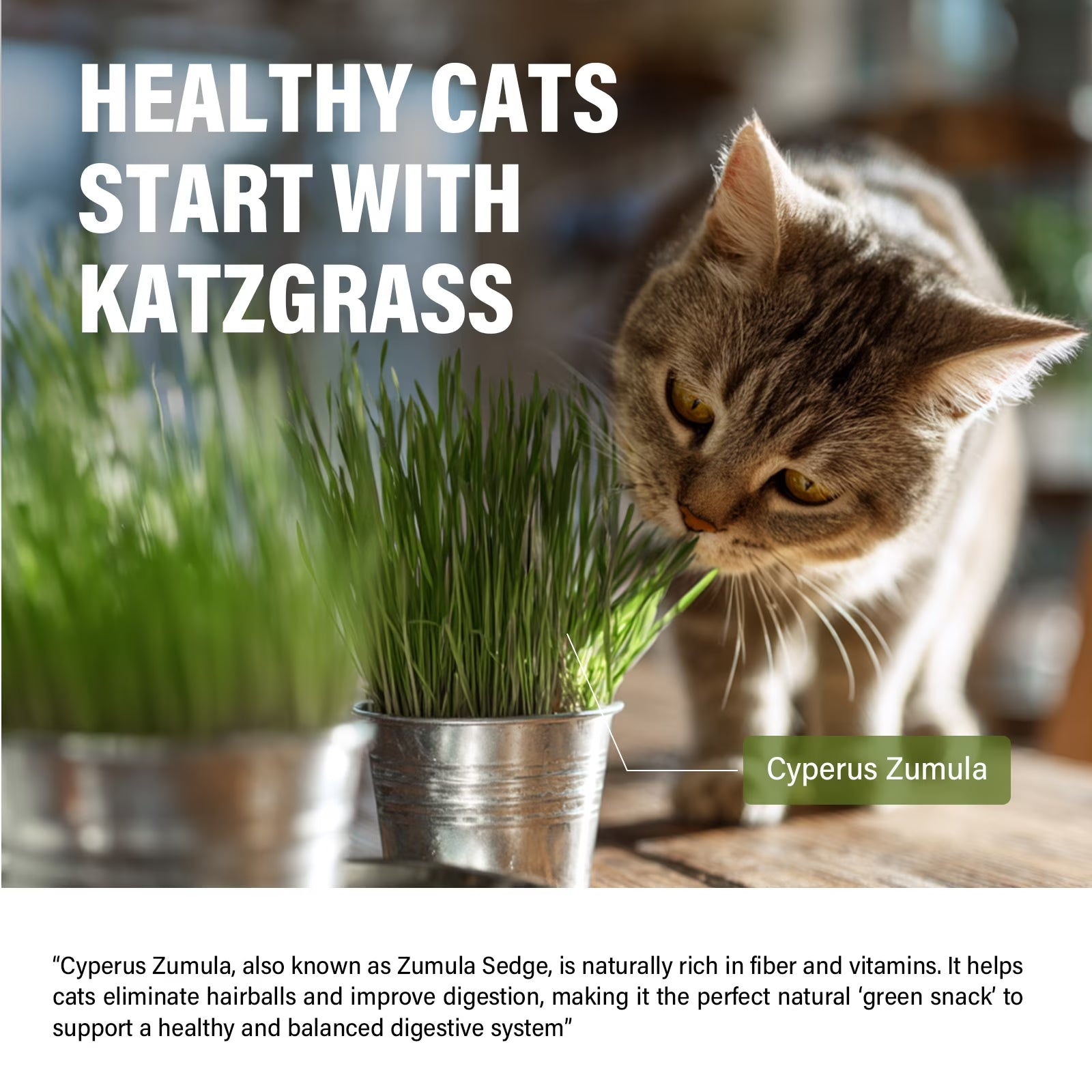 Delicious Cat Grass Treats for Healthy Teeth & Hairball Relief - Perfect Training Rewards!