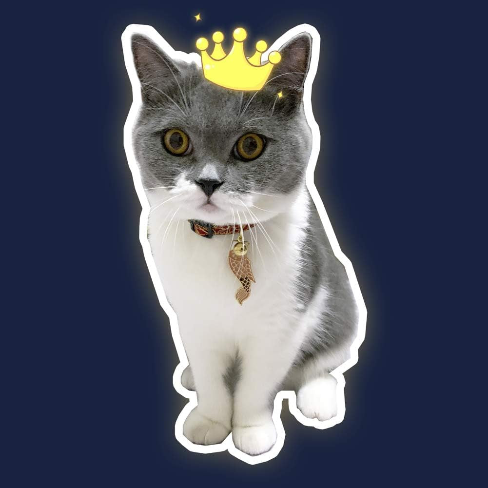 Cat Collar with Bells